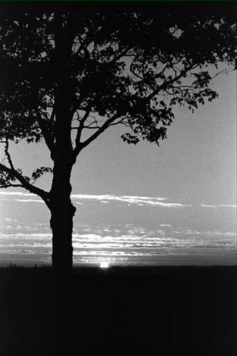 tree_and_sunset